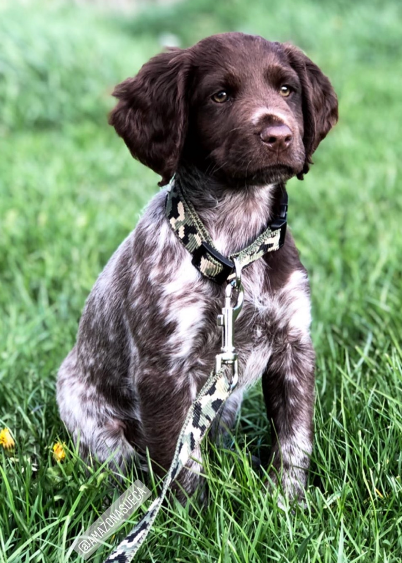 Dog Leash Camouflage