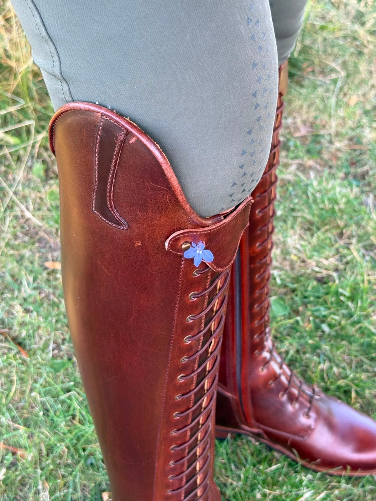 Paulista Seahorse Brown
