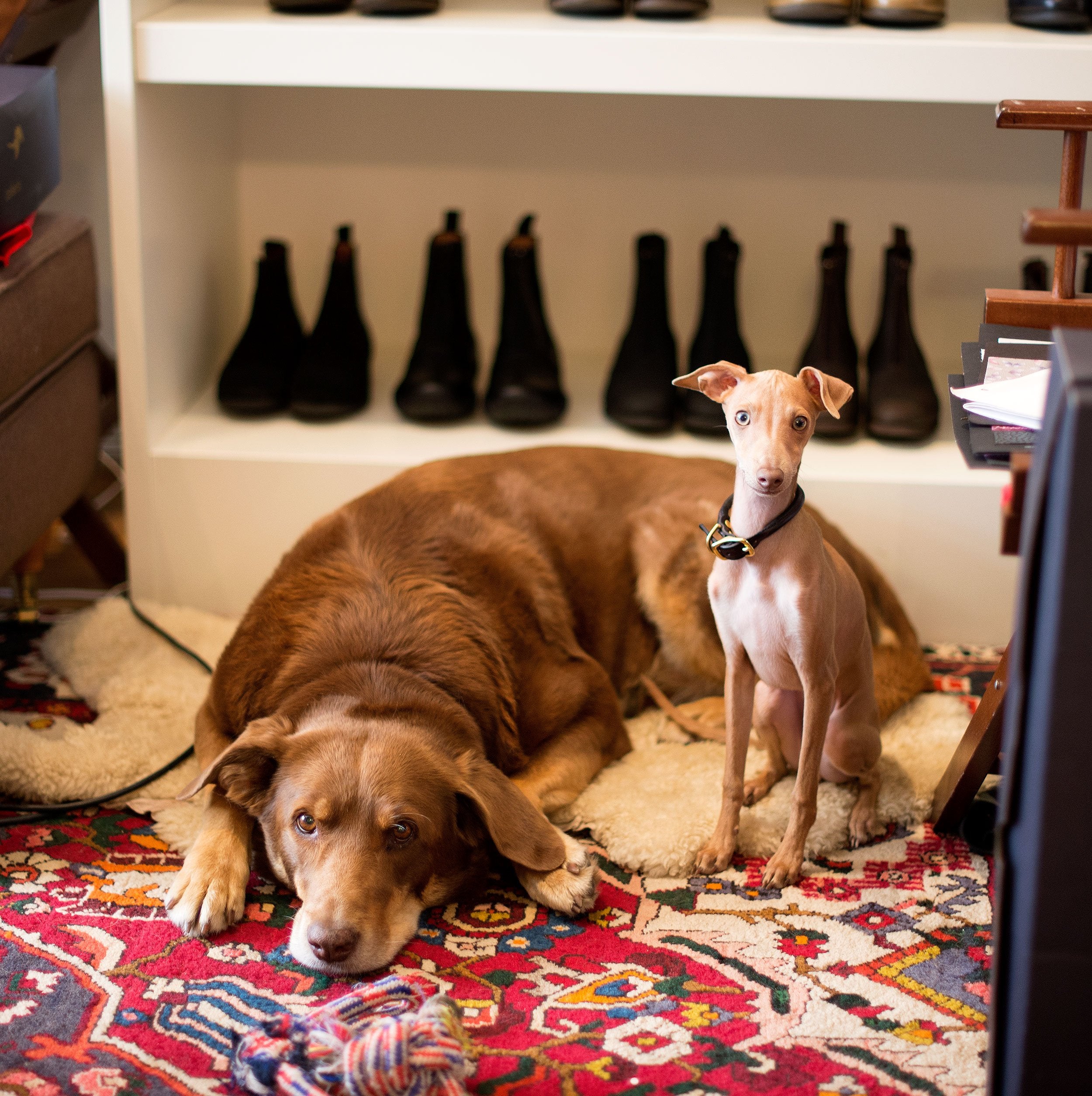 dog accessories | tillbehör till hund, koppel och hundhalsband