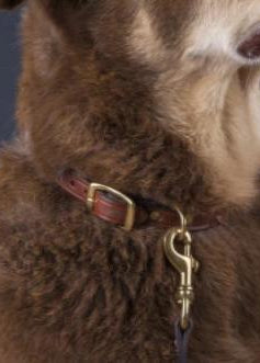 Laced Dog Collar | Havanna