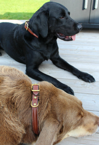 Dog Collar Black with space for a name plate