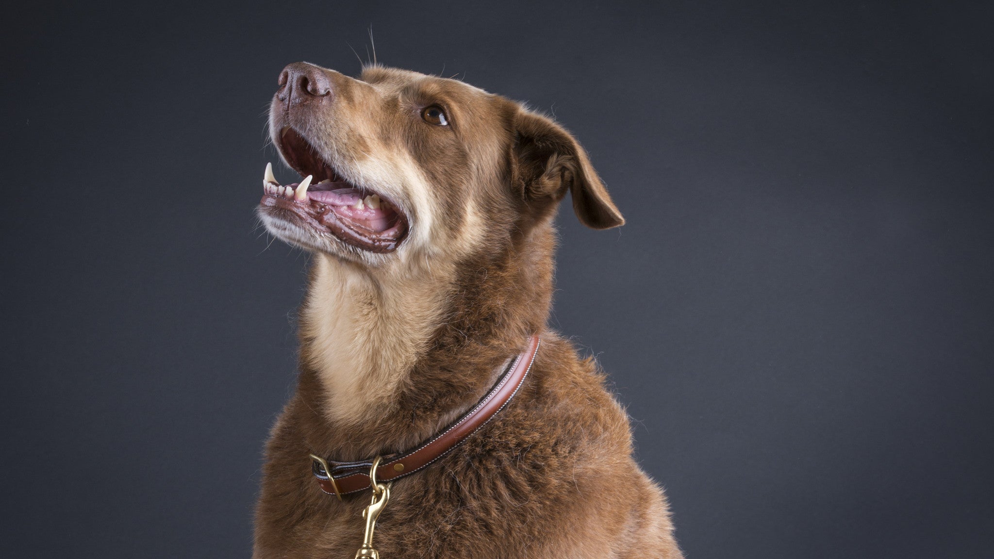 Dog Collar with space for a name plate Oakbark