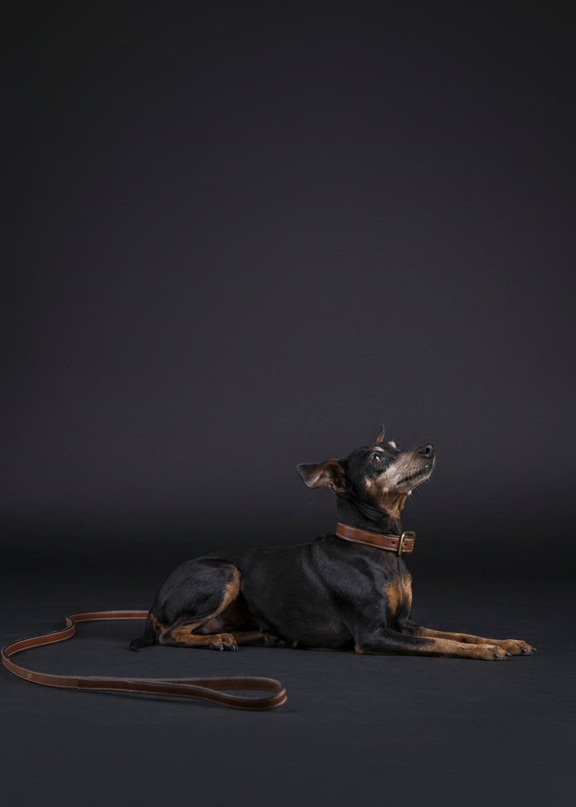 Dog Collar | Oakbark