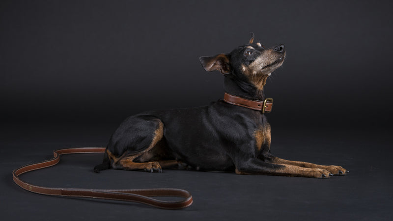 Flat leather leash in Black