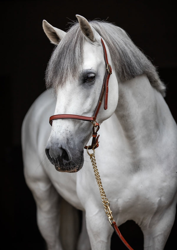 Grooming Halter Oakbark