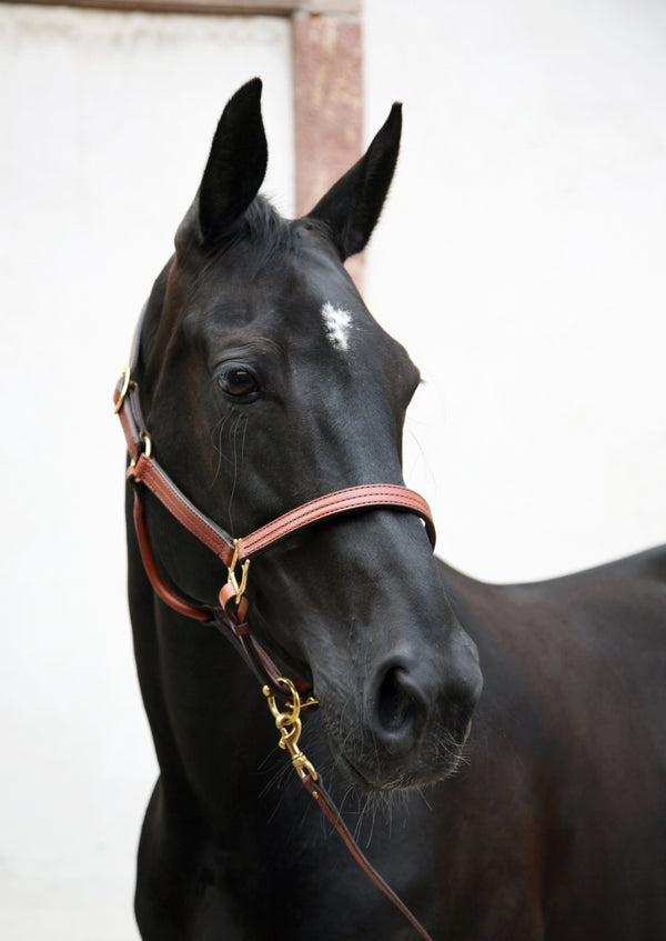 Triple Stitched Halter Oakbark